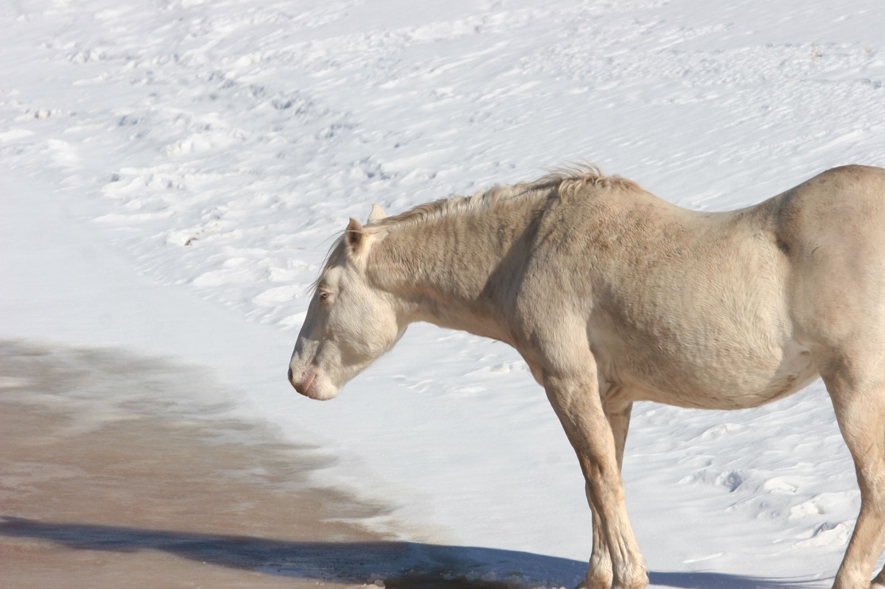 Heber Wild Horse in winter